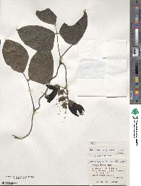 Mucuna interrupta image