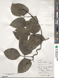 Mucuna interrupta image