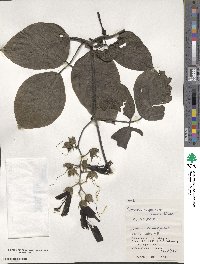 Mucuna interrupta image