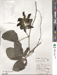 Mucuna interrupta image