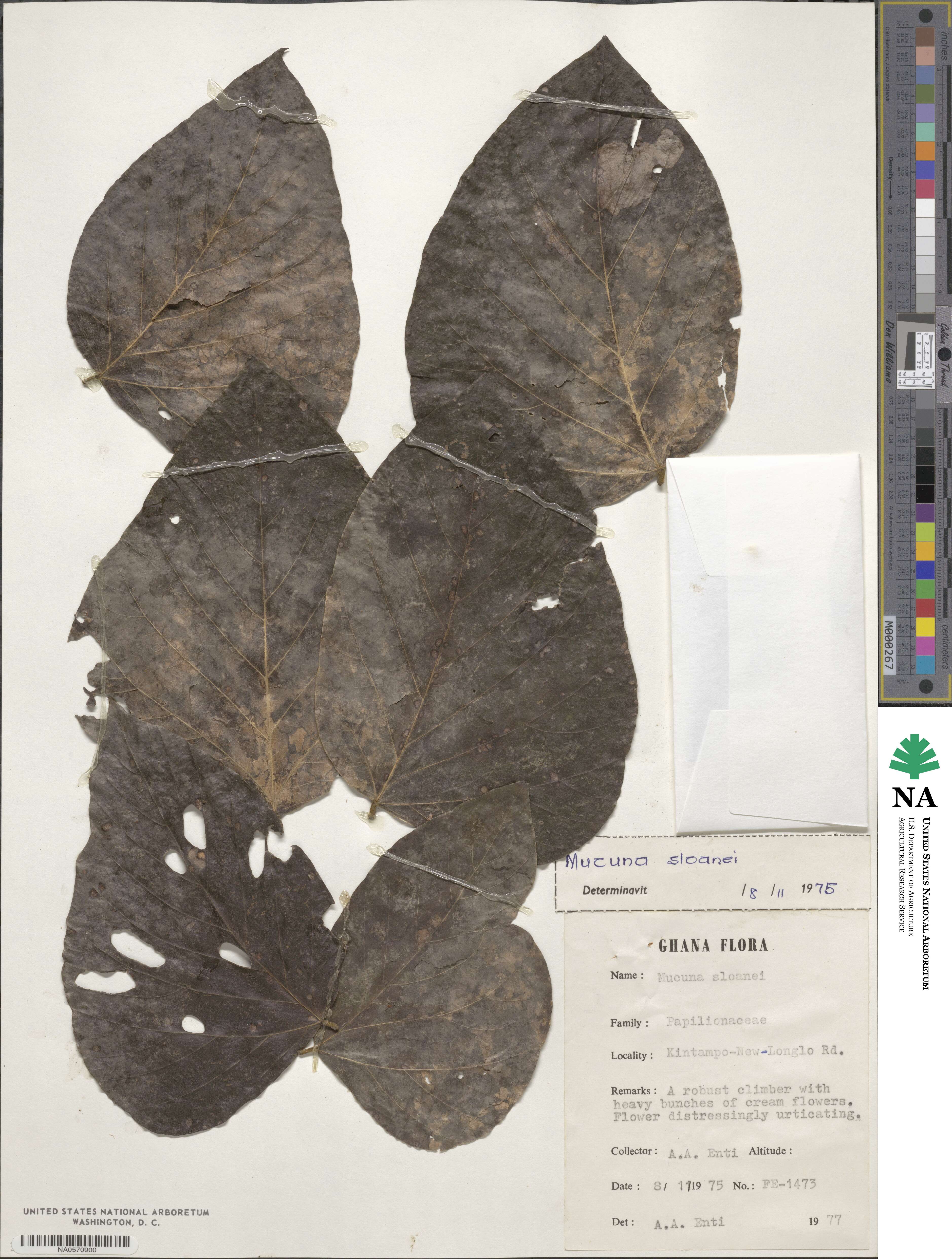 Mucuna sloanei image