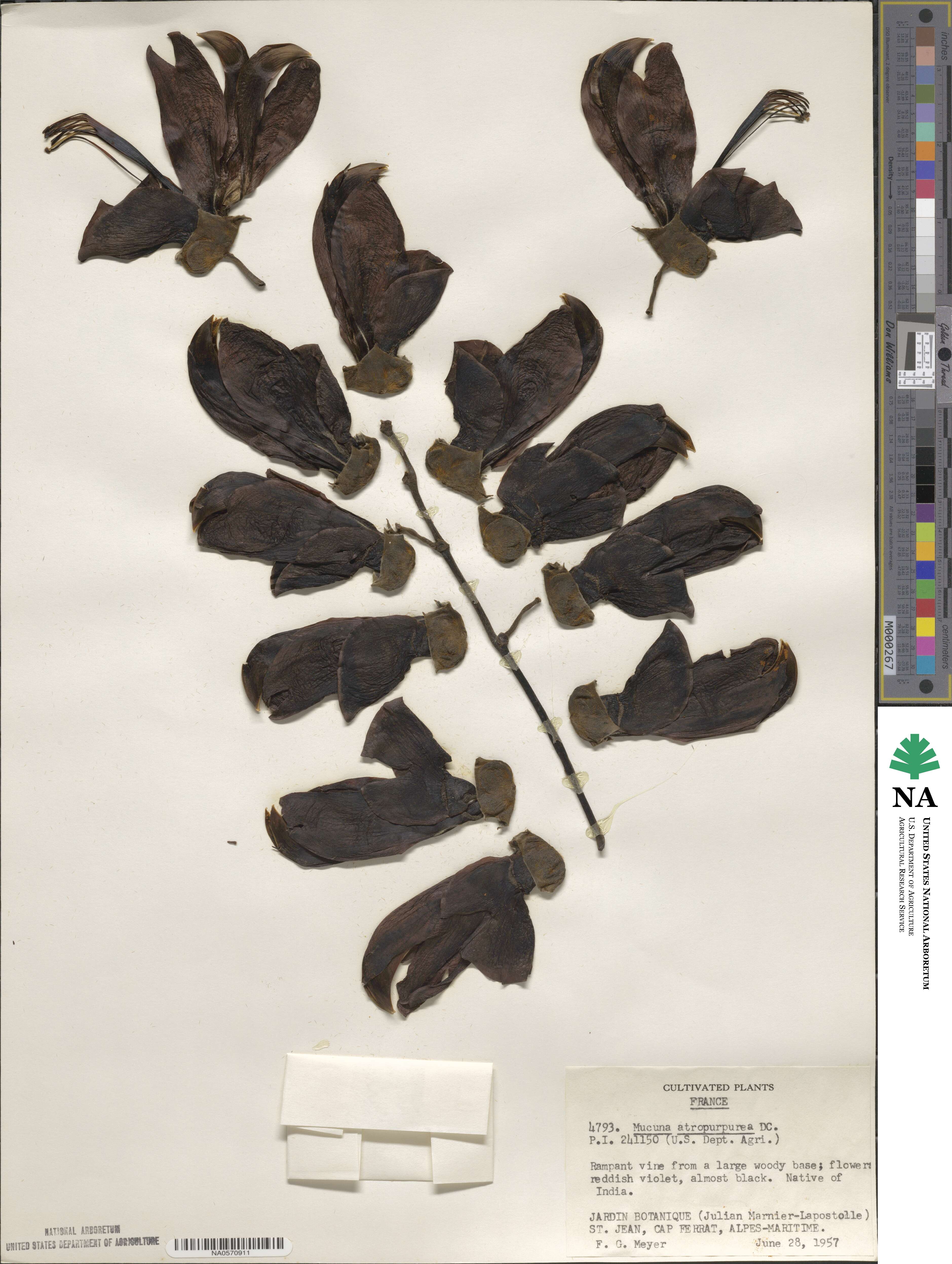 Mucuna atropurpurea image