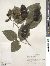 Mucuna gigantea image