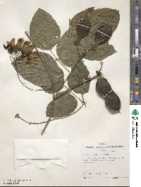 Mucuna gigantea image