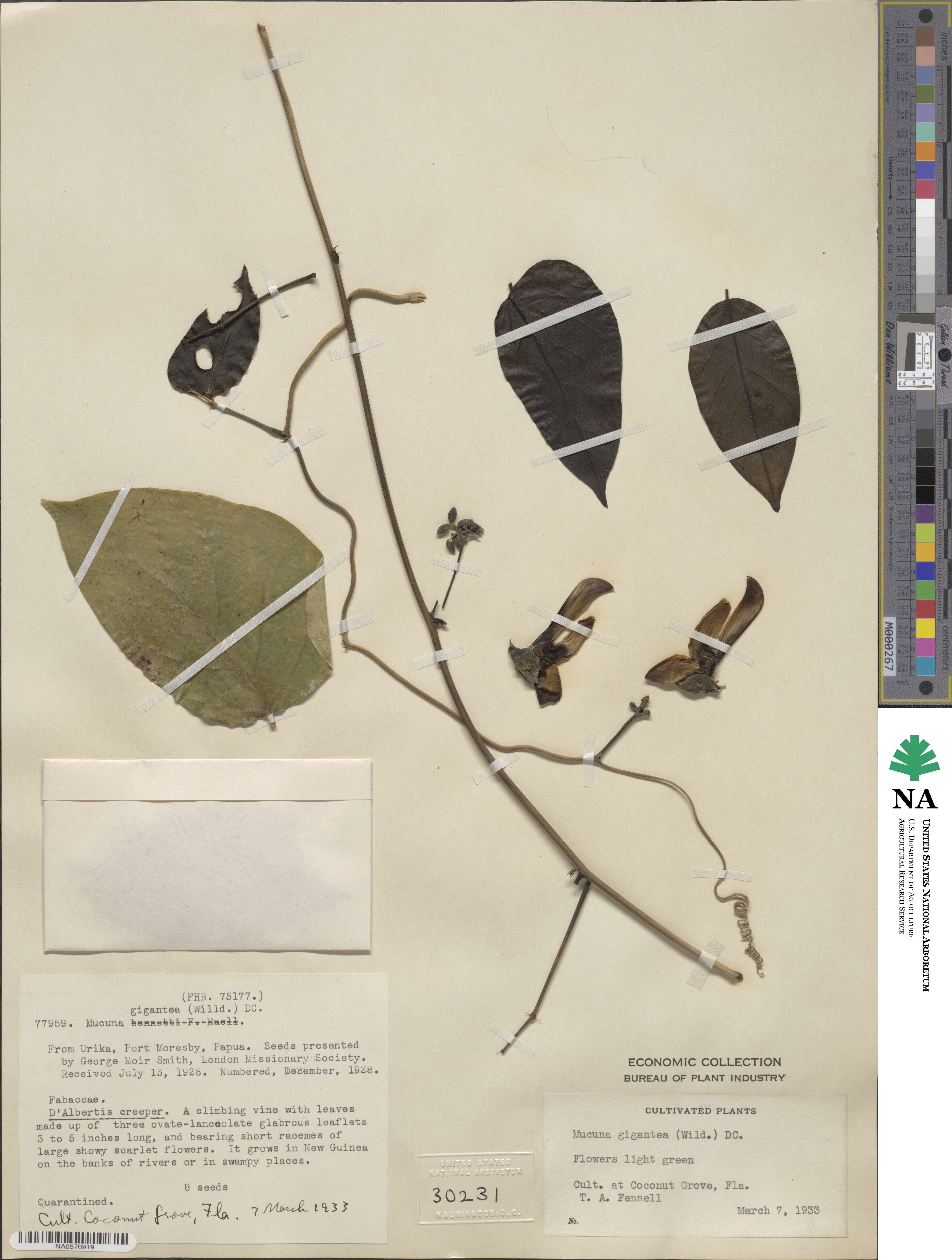 Mucuna gigantea image