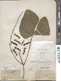 Mucuna pruriens image