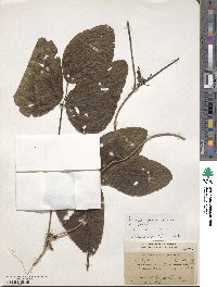 Mucuna pruriens image