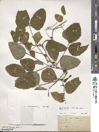 Mucuna pruriens var. utilis image