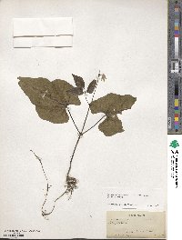 Mucuna pruriens var. utilis image