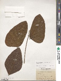 Mucuna pruriens var. utilis image