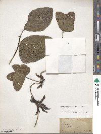 Mucuna pruriens var. utilis image