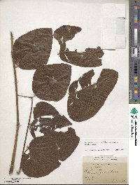 Mucuna pruriens var. utilis image