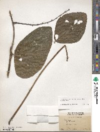 Mucuna pruriens var. utilis image