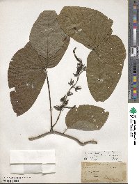 Mucuna pruriens var. utilis image