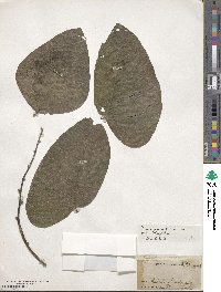 Mucuna pruriens var. utilis image