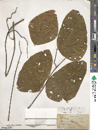 Mucuna pruriens var. utilis image