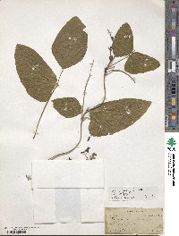 Mucuna pruriens var. utilis image