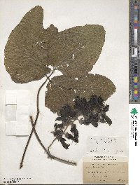 Mucuna pruriens var. utilis image