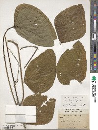 Mucuna pruriens var. utilis image