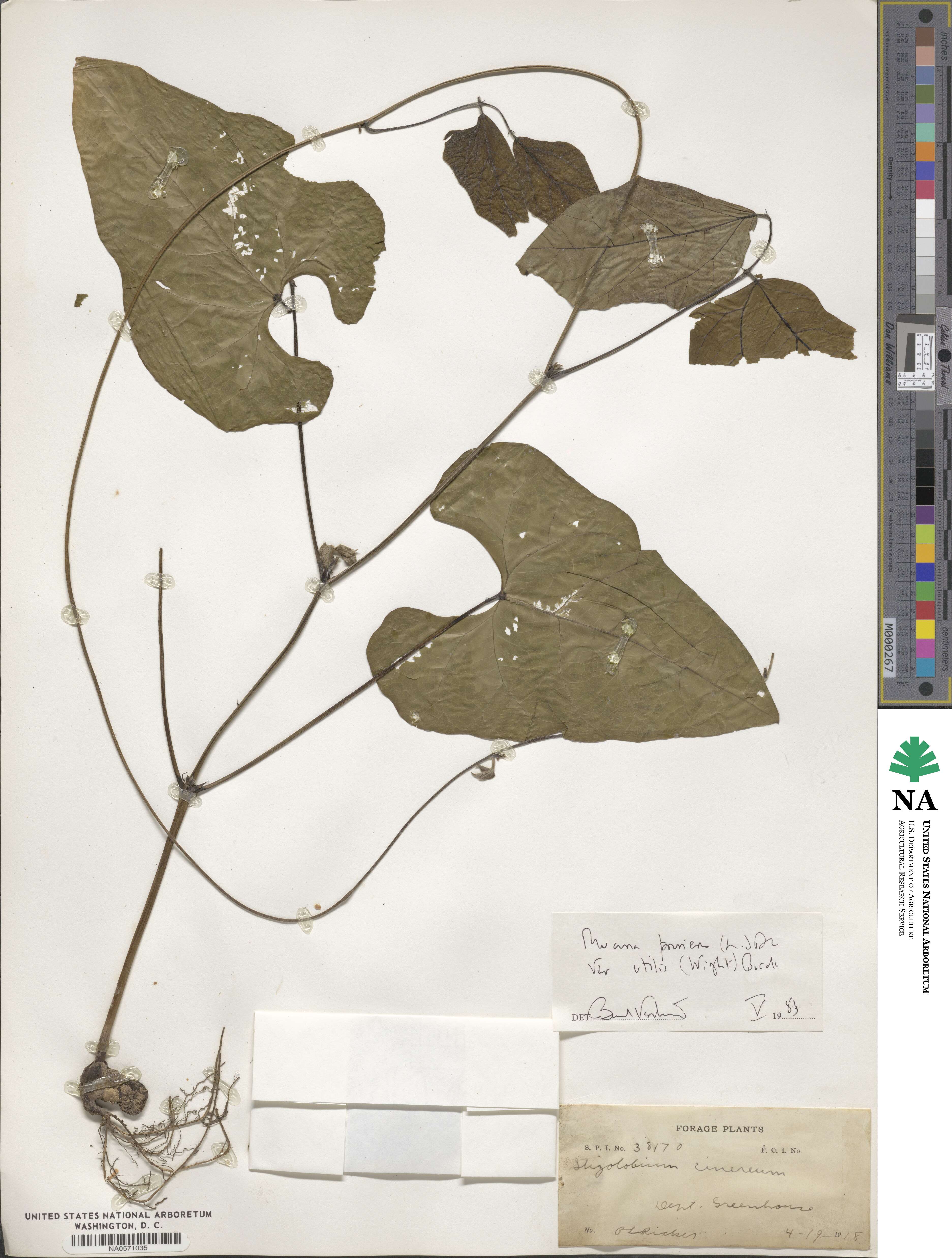 Mucuna pruriens var. utilis image