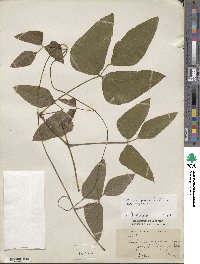 Mucuna pruriens var. utilis image