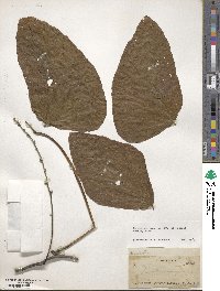 Mucuna pruriens image