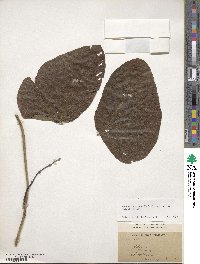 Mucuna pruriens image