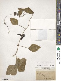 Mucuna pruriens var. utilis image