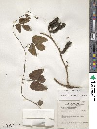 Mucuna pruriens var. utilis image