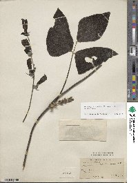 Mucuna pruriens image