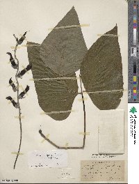 Mucuna pruriens var. utilis image