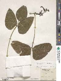 Mucuna pruriens var. utilis image