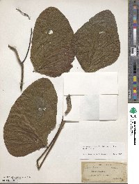 Mucuna pruriens var. utilis image