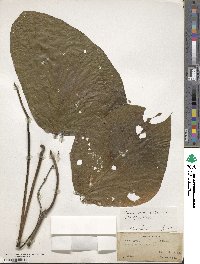 Mucuna pruriens var. utilis image