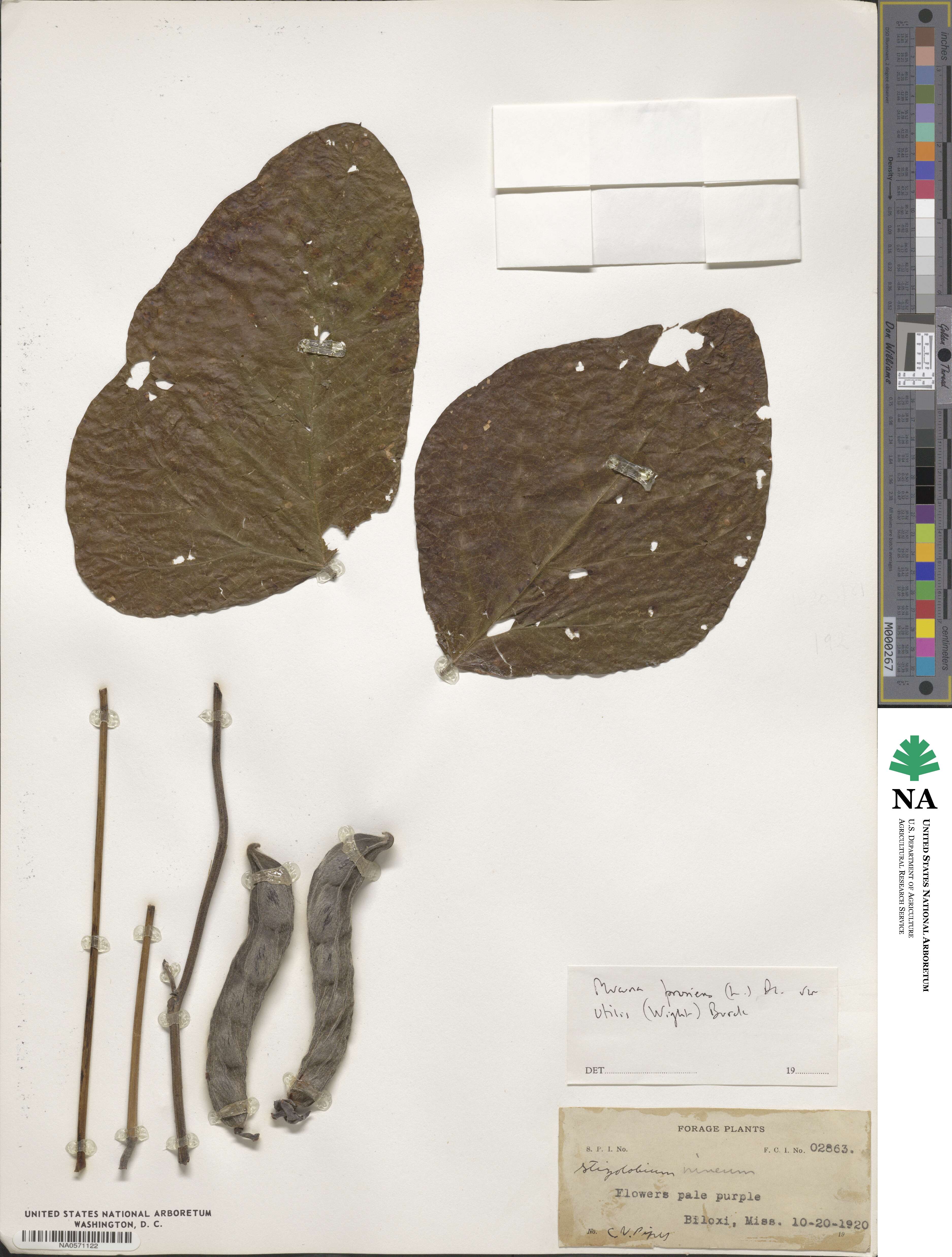 Mucuna pruriens var. utilis image