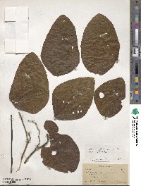 Mucuna pruriens image