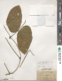 Mucuna pruriens var. utilis image