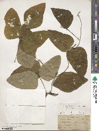 Mucuna pruriens var. utilis image