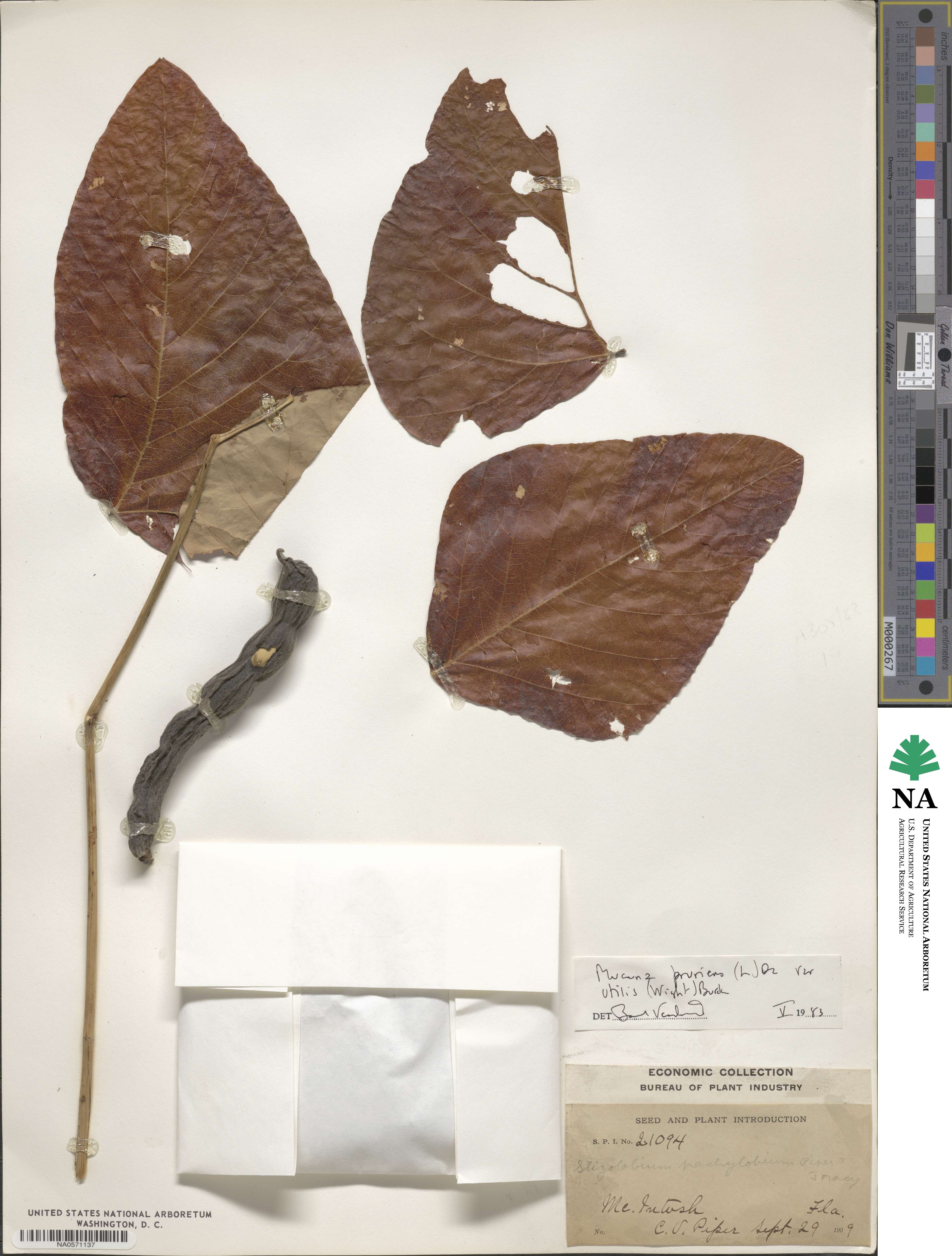 Mucuna image
