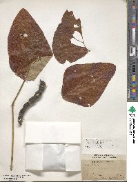 Mucuna pruriens image