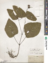 Mucuna pruriens var. utilis image