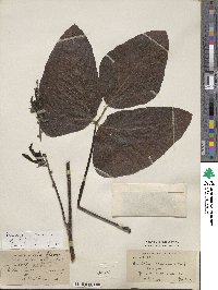 Mucuna pruriens var. utilis image