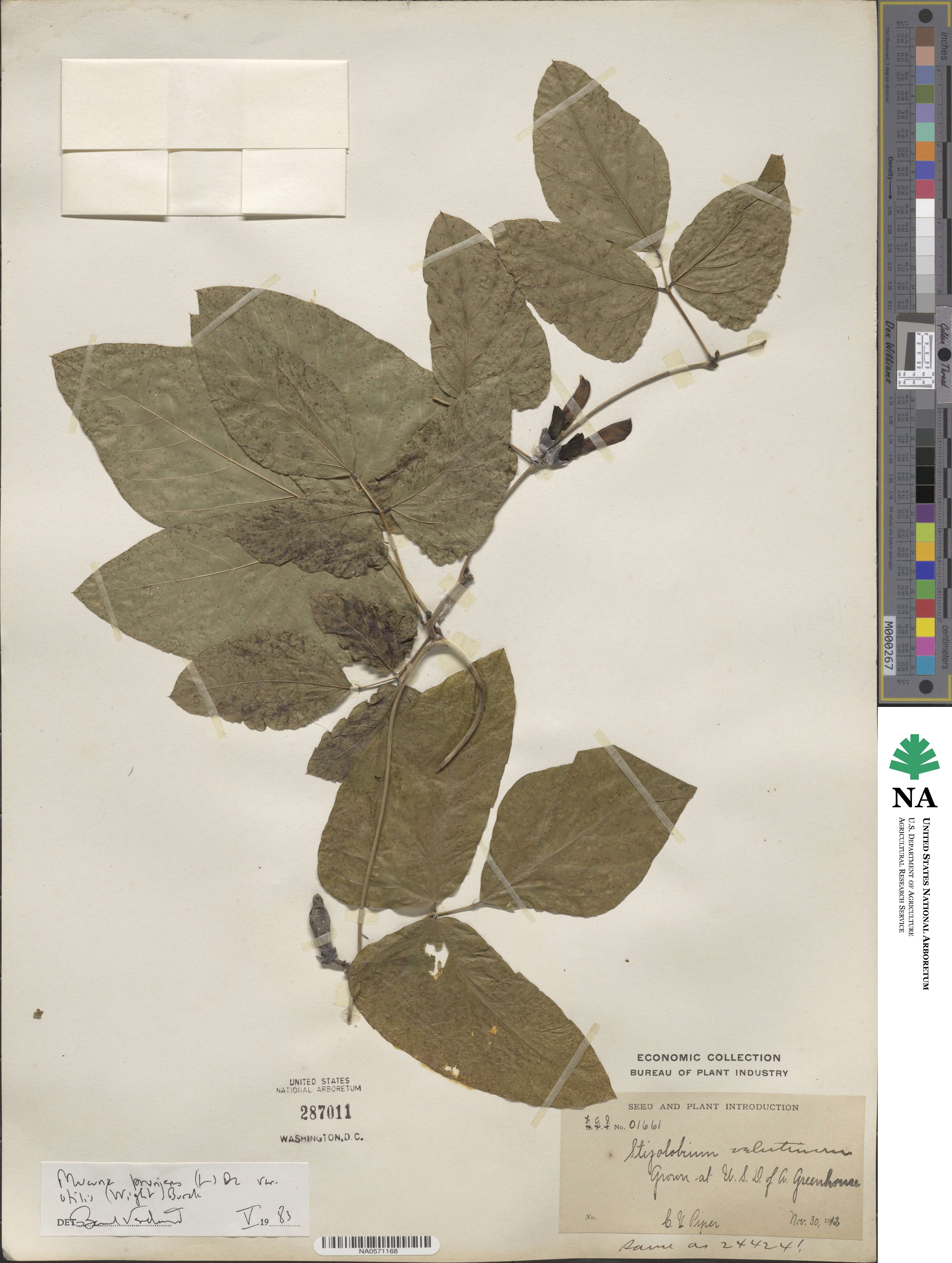 Mucuna image