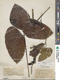 Mucuna pruriens image