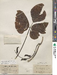 Mucuna pruriens var. utilis image