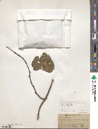 Mucuna pruriens var. utilis image