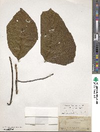 Mucuna pruriens var. utilis image