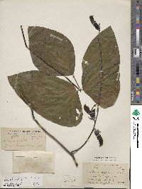 Mucuna pruriens var. utilis image