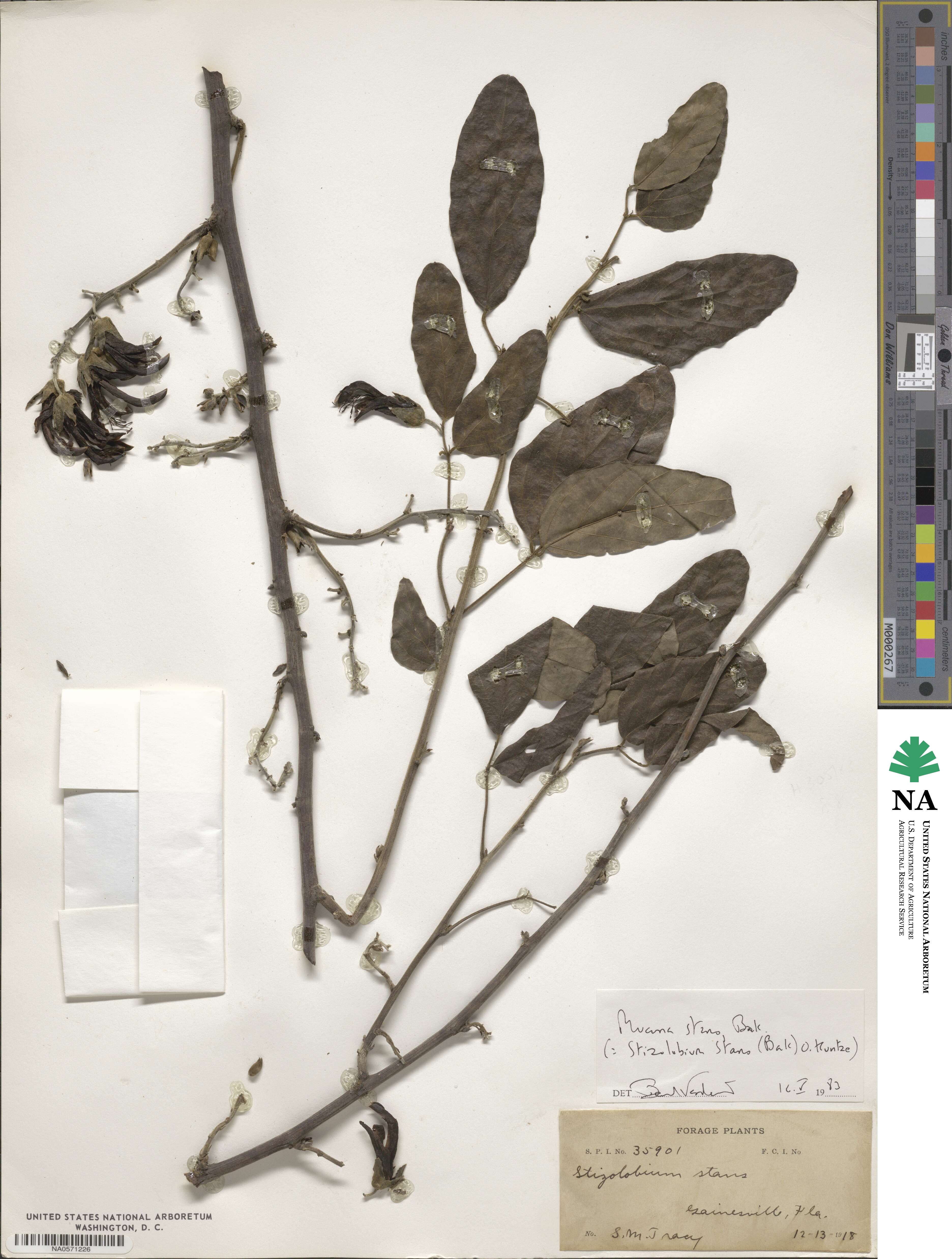 Mucuna stans image