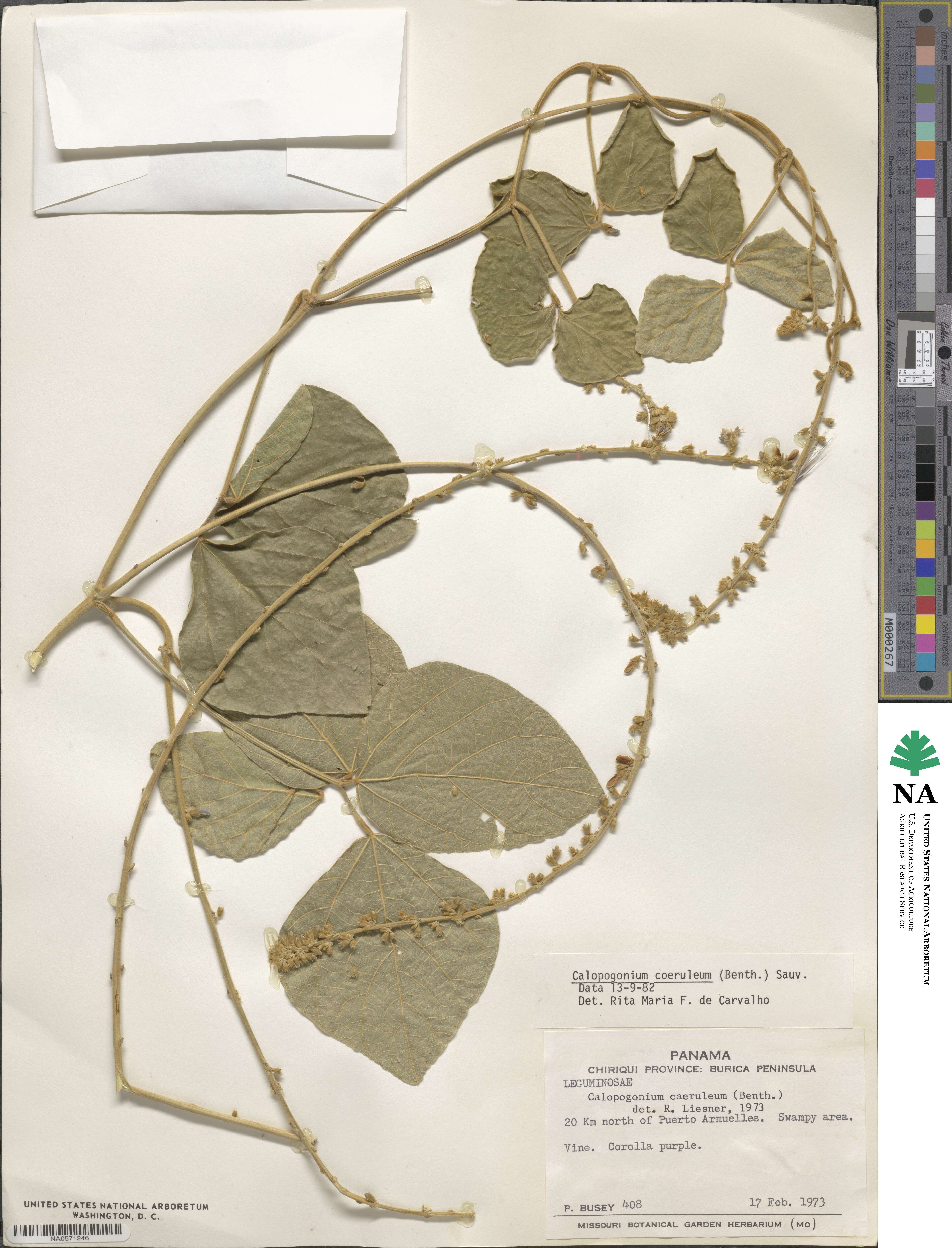 Calopogonium caeruleum image